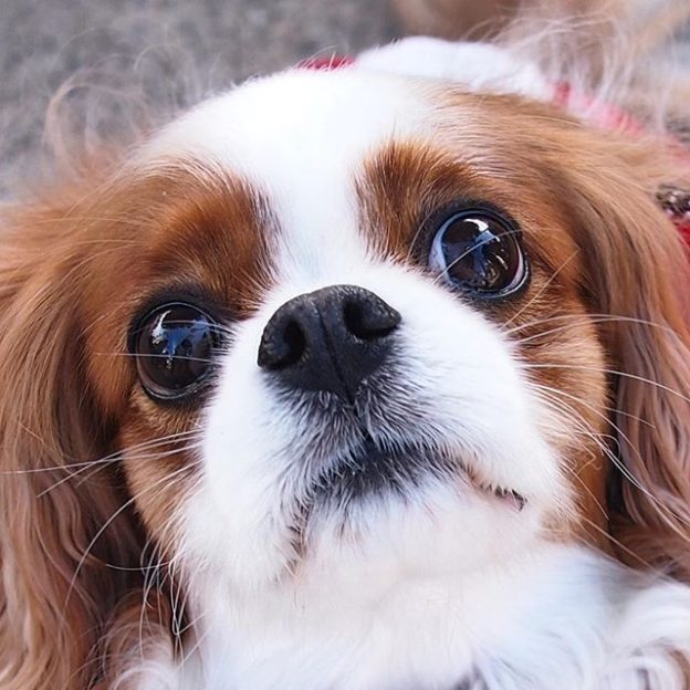 Hundefoder