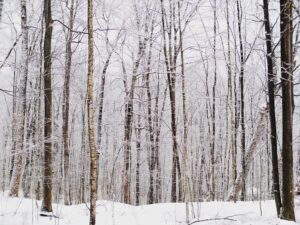 Kold skov om vinteren