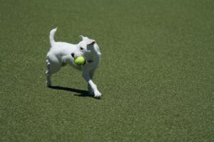 Hunden stikker af med bolden